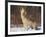 Gray Wolf Howling in Snow-DLILLC-Framed Photographic Print