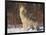 Gray Wolf Howling in Snow-DLILLC-Framed Photographic Print