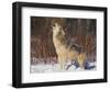 Gray Wolf Howling in Snow-DLILLC-Framed Photographic Print