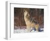 Gray Wolf Howling in Snow-DLILLC-Framed Photographic Print