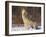 Gray Wolf Howling in Snow-DLILLC-Framed Photographic Print