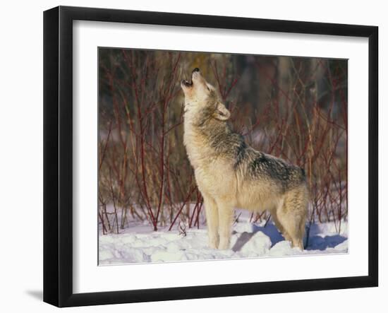 Gray Wolf Howling in Snow-DLILLC-Framed Photographic Print