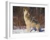 Gray Wolf Howling in Snow-DLILLC-Framed Photographic Print