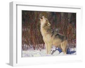 Gray Wolf Howling in Snow-DLILLC-Framed Photographic Print