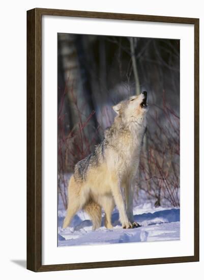 Gray Wolf Howling in Snow-DLILLC-Framed Photographic Print