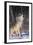 Gray Wolf Howling in Snow-DLILLC-Framed Photographic Print