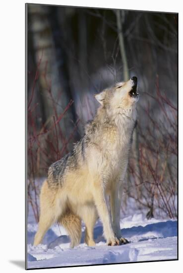 Gray Wolf Howling in Snow-DLILLC-Mounted Photographic Print