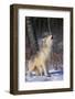 Gray Wolf Howling in Snow-DLILLC-Framed Photographic Print