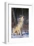 Gray Wolf Howling in Snow-DLILLC-Framed Photographic Print