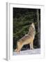 Gray Wolf Howling in Snow-DLILLC-Framed Photographic Print