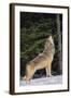 Gray Wolf Howling in Snow-DLILLC-Framed Photographic Print