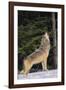 Gray Wolf Howling in Snow-DLILLC-Framed Photographic Print