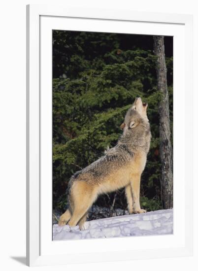 Gray Wolf Howling in Snow-DLILLC-Framed Photographic Print