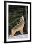 Gray Wolf Howling in Snow-DLILLC-Framed Photographic Print