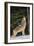 Gray Wolf Howling in Snow-DLILLC-Framed Photographic Print