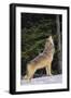 Gray Wolf Howling in Snow-DLILLC-Framed Photographic Print