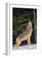 Gray Wolf Howling in Snow-DLILLC-Framed Photographic Print