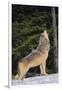 Gray Wolf Howling in Snow-DLILLC-Framed Photographic Print