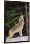 Gray Wolf Howling in Snow-DLILLC-Framed Photographic Print