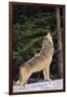 Gray Wolf Howling in Snow-DLILLC-Framed Photographic Print