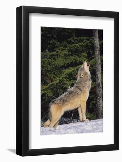 Gray Wolf Howling in Snow-DLILLC-Framed Photographic Print