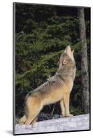 Gray Wolf Howling in Snow-DLILLC-Mounted Photographic Print