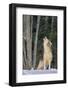 Gray Wolf Howling in Snow-DLILLC-Framed Photographic Print