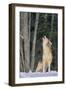 Gray Wolf Howling in Snow-DLILLC-Framed Photographic Print