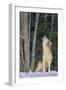 Gray Wolf Howling in Snow-DLILLC-Framed Photographic Print