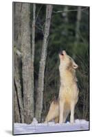 Gray Wolf Howling in Snow-DLILLC-Mounted Photographic Print