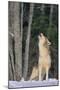 Gray Wolf Howling in Snow-DLILLC-Mounted Photographic Print