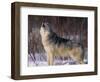 Gray Wolf Howling in Snow-DLILLC-Framed Photographic Print