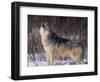 Gray Wolf Howling in Snow-DLILLC-Framed Photographic Print