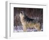 Gray Wolf Howling in Snow-DLILLC-Framed Photographic Print