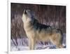 Gray Wolf Howling in Snow-DLILLC-Framed Photographic Print