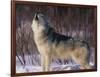 Gray Wolf Howling in Snow-DLILLC-Framed Photographic Print