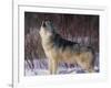 Gray Wolf Howling in Snow-DLILLC-Framed Photographic Print