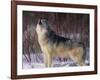 Gray Wolf Howling in Snow-DLILLC-Framed Photographic Print