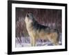 Gray Wolf Howling in Snow-DLILLC-Framed Photographic Print