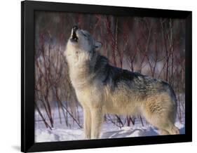 Gray Wolf Howling in Snow-DLILLC-Framed Photographic Print