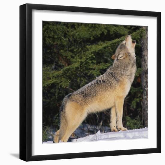 Gray Wolf Howling in Snow-DLILLC-Framed Photographic Print