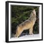 Gray Wolf Howling in Snow-DLILLC-Framed Photographic Print