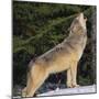 Gray Wolf Howling in Snow-DLILLC-Mounted Photographic Print