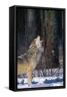 Gray Wolf Howling-DLILLC-Framed Stretched Canvas