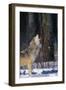 Gray Wolf Howling-DLILLC-Framed Premium Photographic Print