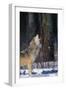 Gray Wolf Howling-DLILLC-Framed Premium Photographic Print