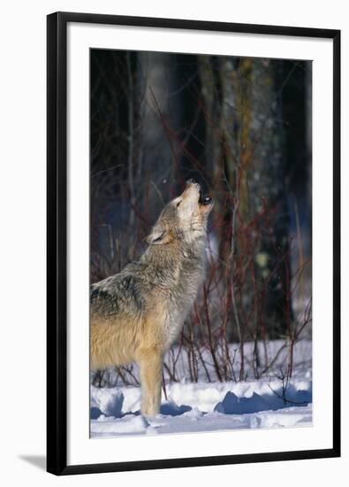 Gray Wolf Howling-DLILLC-Framed Premium Photographic Print