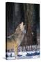 Gray Wolf Howling-DLILLC-Stretched Canvas