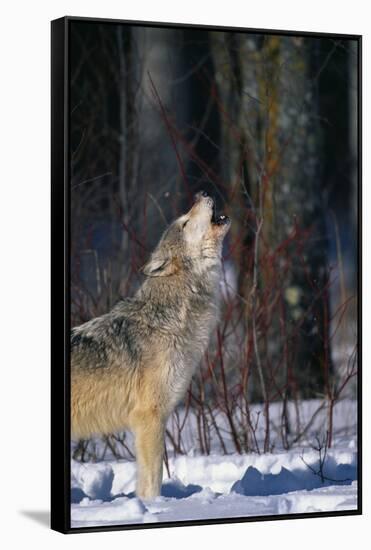 Gray Wolf Howling-DLILLC-Framed Stretched Canvas