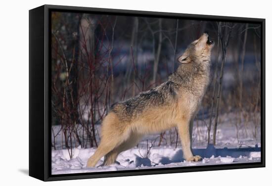 Gray Wolf Howling-DLILLC-Framed Stretched Canvas